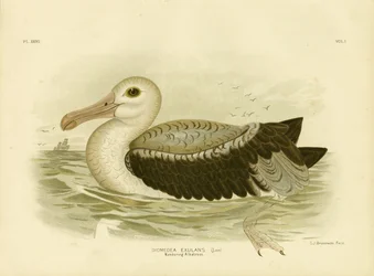 Petrello grigio-argenteo, 1891